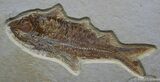 Inch Knightia Fossil Fish - Great Preservation #802-1